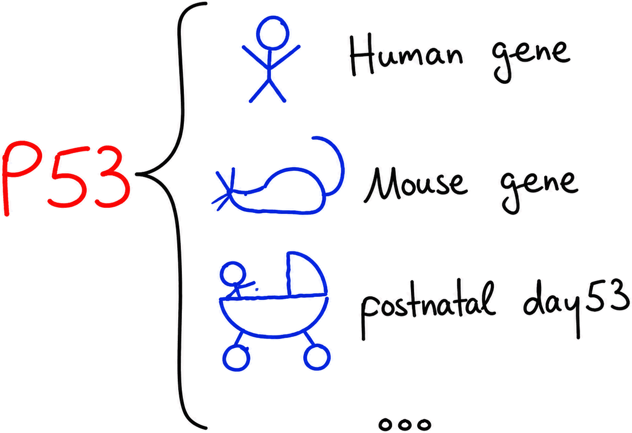 The surface form p53 branching to a human gene, a mouse gene, postnatal day 53, and other possible meanings